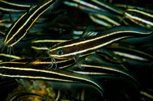 Gruppe von gestreiften Welsen in Banda, Indonesien Unterwasserfotos — Stockfoto