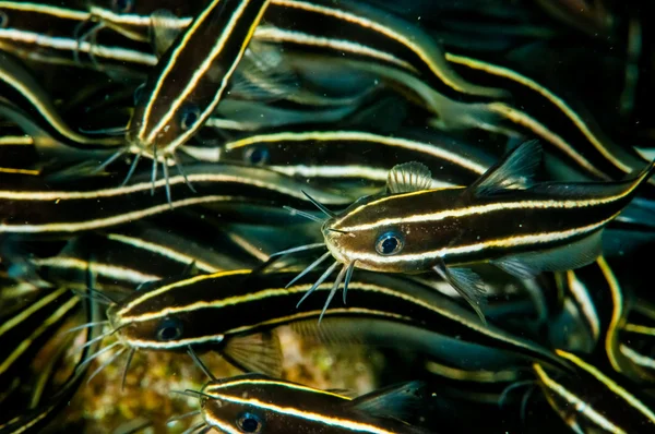 Group of striped catfish in Banda, Indonesia underwater photo — стокове фото