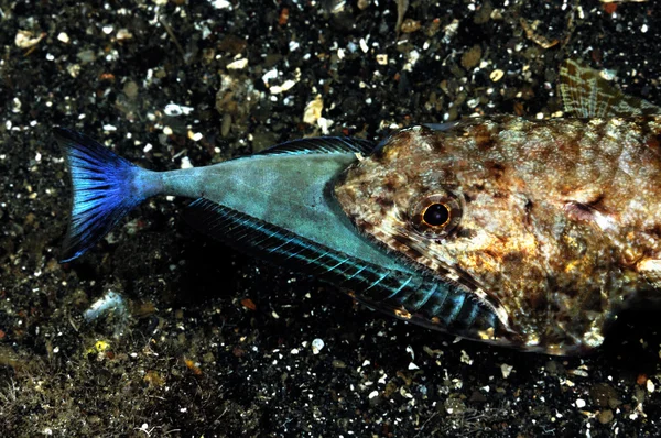 Lizardfish eating fish in Banda, Indonesia underwater photo — ストック写真