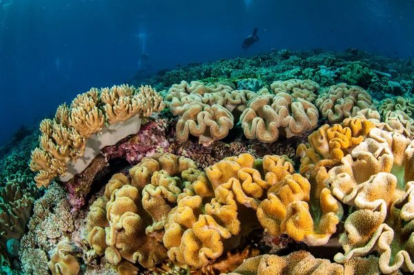 Subacqueo e vari coralli molli, funghi corallo in pelle a Banda, Indonesia foto subacquea — Foto Stock