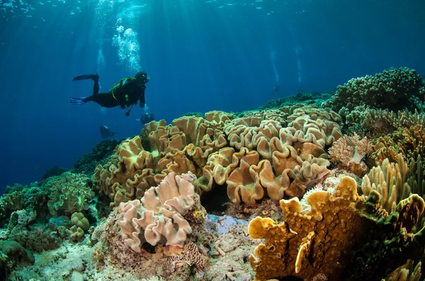 Divers and mushroom leather corals in Banda, Indonesia underwater photo — Stock Photo, Image