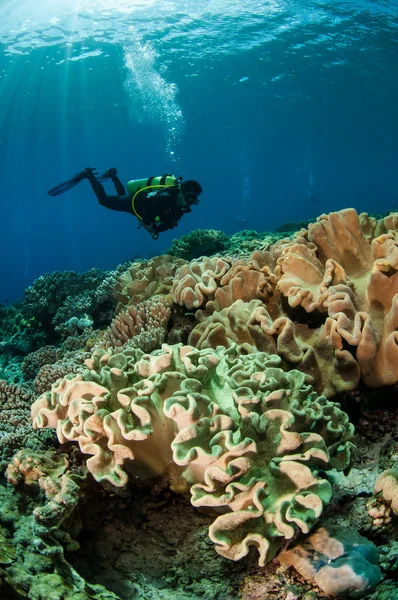 Divers and mushroom leather corals in Banda, Indonesia foto subacquee — Foto Stock