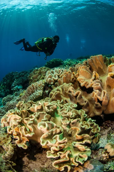 Duikers en paddestoel lederen koralen in Banda, Indonesië onderwater foto — Stockfoto