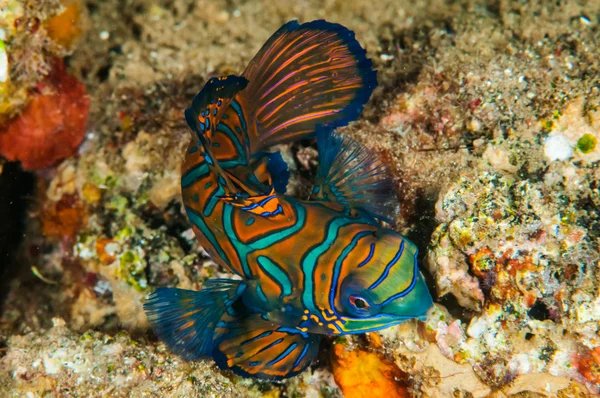 Dragonet mandarinfish em Banda, Indonésia foto subaquática — Fotografia de Stock