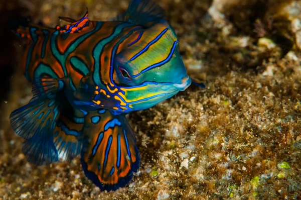 Mandarino drago a Banda, Indonesia foto subacquee — Foto Stock