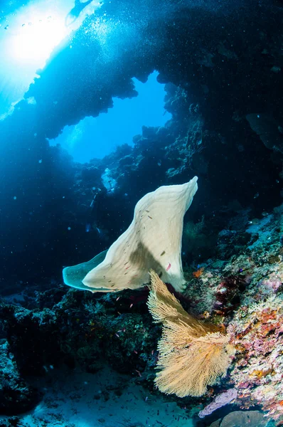Éponge Ianthella et ventilateur de mer Acabaria à Banda, Indonésie photo sous-marine — Photo