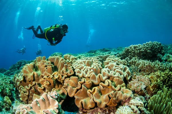 Plongeurs et champignons coraux en cuir à Banda, Indonésie photo sous-marine — Photo