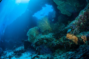 Diver, sea fan Melithaea, sponge in Banda, Indonesia underwater photo clipart