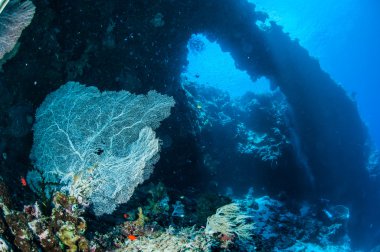 Sea fan Annella mollis in Banda, Indonesia underwater photo clipart