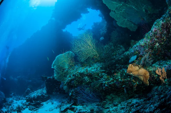 Dykare, havet fan Melithaea, svamp i Banda, Indonesien undervattensfoto — Stockfoto