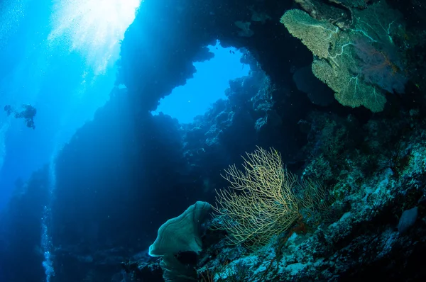 Diver, sea fan Melithaea in Banda, Indonesia underwater photo — Stock Photo, Image