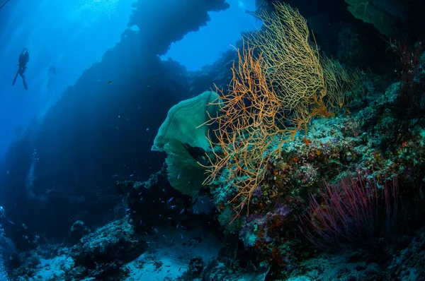 Mergulhador, fã do mar Melithaea e chicote do mar Ellisella grandis em Banda, Indonésia foto subaquática — Fotografia de Stock