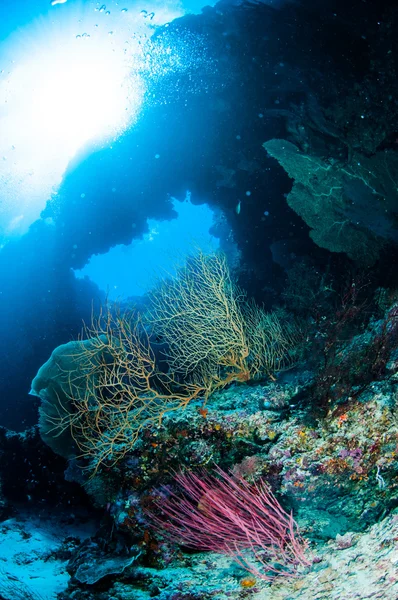 Diver, barrel sponge, feather stars, black sun corarls in Banda, Indonesia underwater photo — Stock Photo, Image