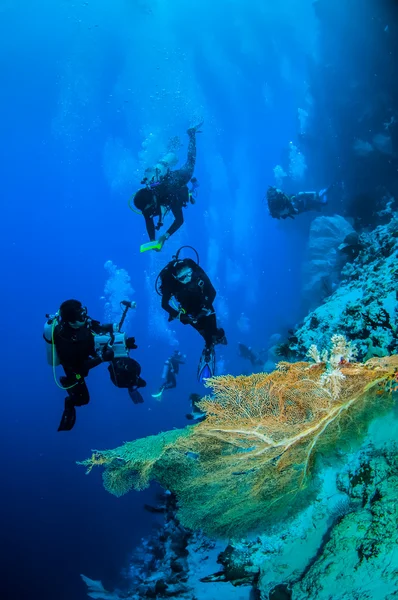 Dalgıçlar ve deniz fan Banda, Endonezya sualtı fotoğraf