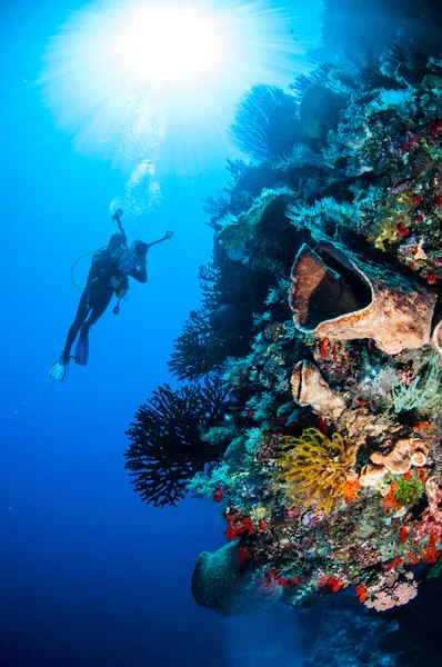 Tuffatore, spugna a botte, stelle piuma, corallo sole nero a Banda, Indonesia foto subacquea — Foto Stock