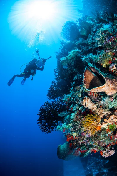 Tuffatore, spugna a botte, stelle piuma, corallo sole nero a Banda, Indonesia foto subacquea — Foto Stock