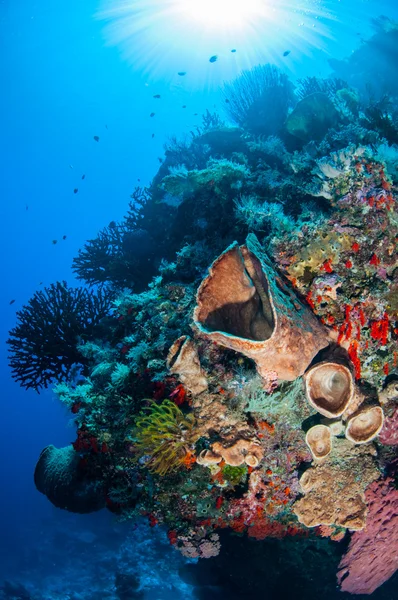 Esponja de barril, estrellas de plumas, coral sol negro en Banda, Indonesia foto submarina —  Fotos de Stock