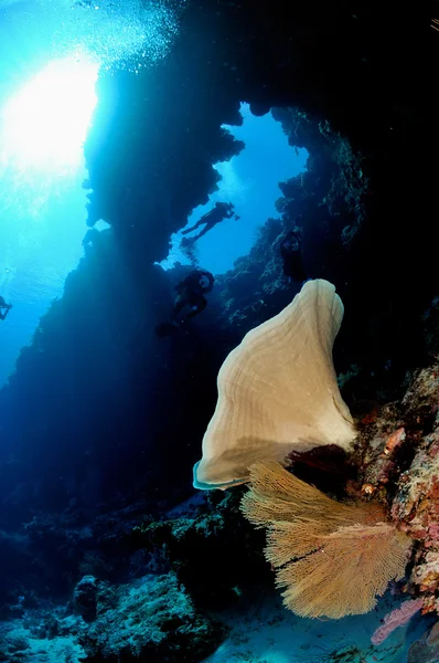 Sponge Ianthella e ventilatore Acabaria a Banda, Indonesia foto subacquee — Foto Stock