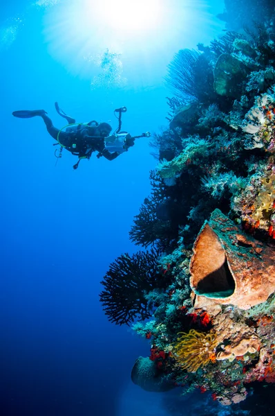 Plongeur, éponge tonneau, étoiles de plumes, corail noir soleil à Banda, Indonésie photo sous-marine — Photo
