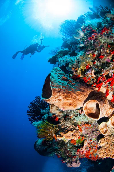 Mergulhador, esponja barril, estrelas de penas, coral sol preto em Banda, Indonésia foto subaquática — Fotografia de Stock