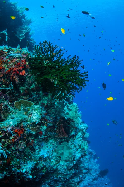 Black sun coral and reef fishes in Banda, Indonesia underwater photo — Stock Photo, Image