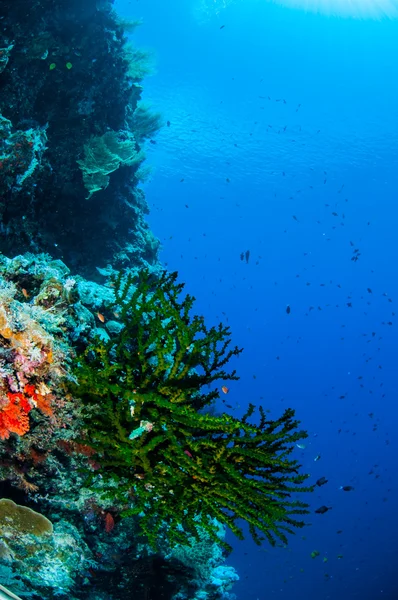 Barriera corallina e pesci neri a Banda, Indonesia foto subacquee — Foto Stock