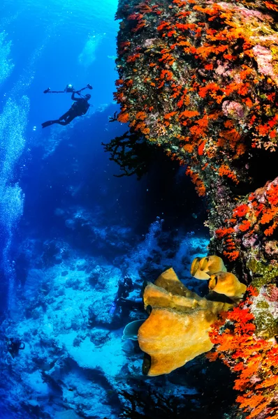 Sommozzatori e spugne a Banda, Indonesia foto subacquee — Foto Stock
