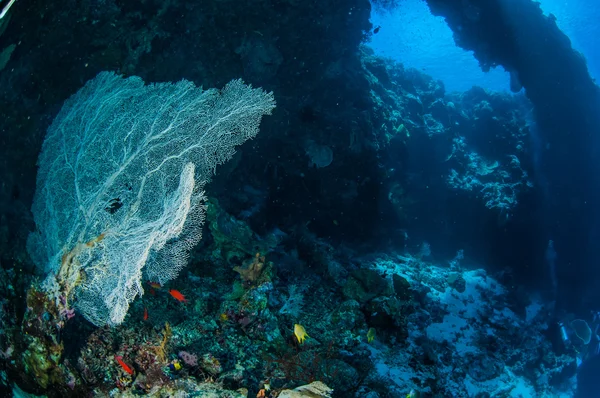 Amante del mare Annella mollis a Banda, Indonesia foto subacquee — Foto Stock