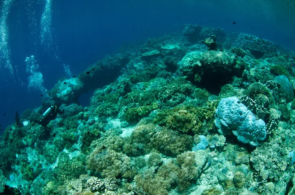 Potápěč a houby kožené korály v podvodní fotografii Banda, Indonésie — Stock fotografie