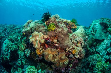 Mantar deri mercan, tüy yıldız Banda, Endonezya sualtı fotoğraf