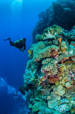 Dalgıçlar, mantar deri mercan, çeşitli mercan resifleri Banda, Endonezya sualtı fotoğraf