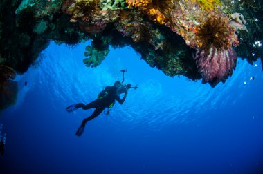 Dalgıç, varil sünger Xestospongia sp. Banda, Endonezya sualtı fotoğraf