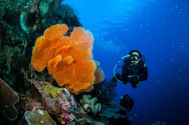 Dalgıç ve deniz fan Melithaea Banda, Endonezya sualtı fotoğraf