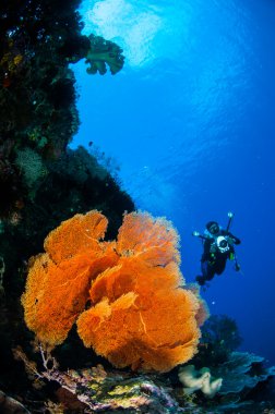 Dalgıç ve deniz fan Melithaea Banda, Endonezya sualtı fotoğraf