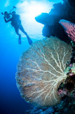 Dalgıç ve deniz fan Annella mollis Banda, Endonezya sualtı fotoğraf