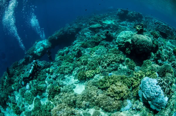 Дайвер и кораллы из кожи грибов в Банде, Индонезия подводное фото — стоковое фото