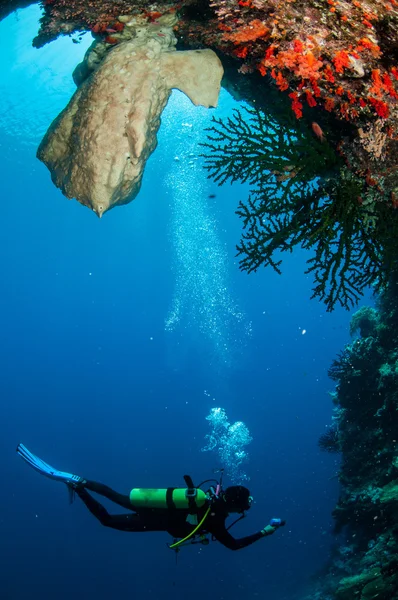 Diver swimming around in Banda, Indonesia underwater photo — Stock Photo, Image