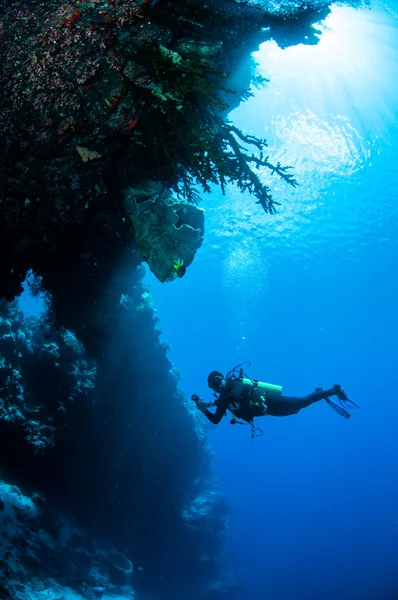 Duiker zwemmen rond in Banda, Indonesië onderwater foto — Stockfoto