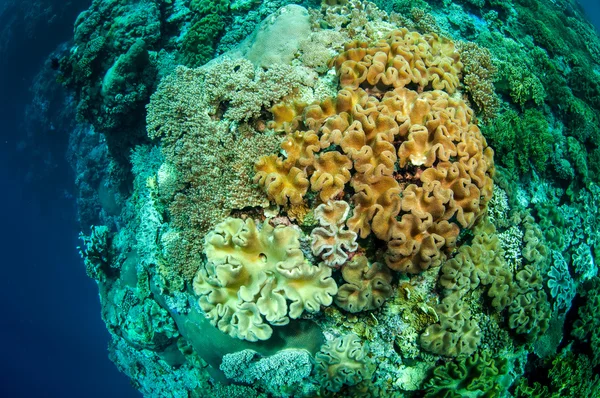 Mushroom läder koraller i Banda, Indonesien undervattensfoto — Stockfoto
