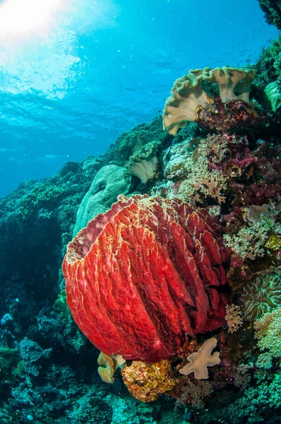 Spugna gigante del barile, corallo di cuoio del fungo a Banda, Indonesia foto subacquea — Foto Stock