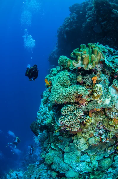 Divers, mushroom leather coral, various coral reefs in Banda, Indonesia underwater photo — Stock Photo, Image