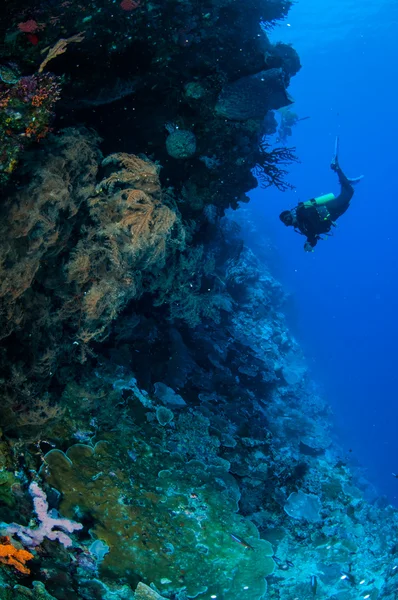 潜水员，羽毛黑珊瑚在印度尼西亚班达水下照片 — 图库照片