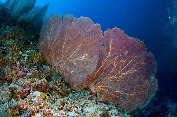 Morski miłośnik Muricella sp. w zdjęcie podwodne Banda, Indonezja — Zdjęcie stockowe