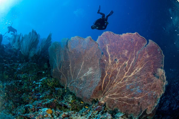 Ventilatore mare Muricella sp. a Banda, Indonesia foto subacquee — Foto Stock
