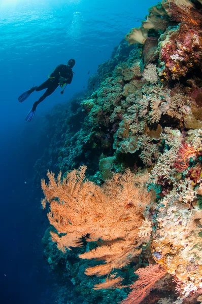 Дайвер, перо черный коралл в Банде, Индонезия подводное фото — стоковое фото