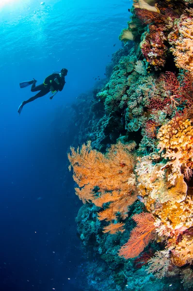 Mergulhador, pena de coral preto em Banda, Indonésia foto subaquática — Fotografia de Stock