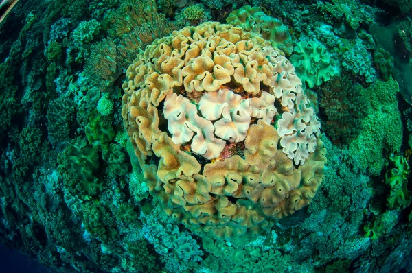 蘑菇皮革珊瑚在印度尼西亚班达水下照片 — 图库照片