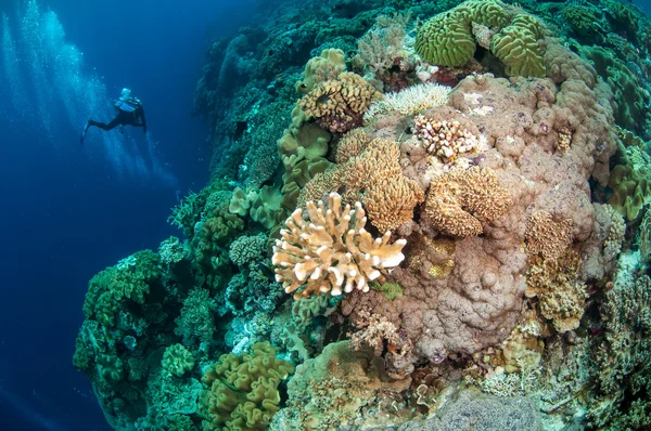 Divers, mushroom leather coral in Banda, Indonesia underwater photo — Stock Photo, Image