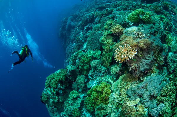 Divers, mushroom leather coral in Banda, Indonesia underwater photo — Stock Photo, Image