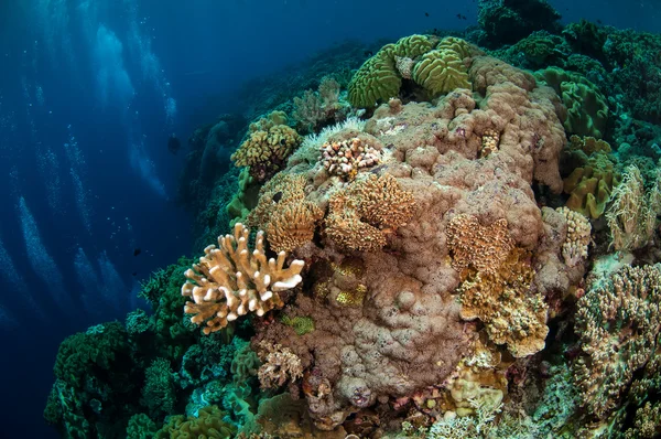 Mergulhadores, coral de couro de cogumelo em Banda, Indonésia foto subaquática — Fotografia de Stock